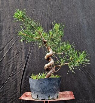 PRE - Bonsai - Pinus sylvesris 1