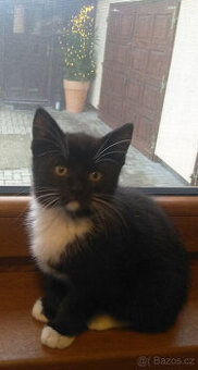 Černobílé kotě - kocourek