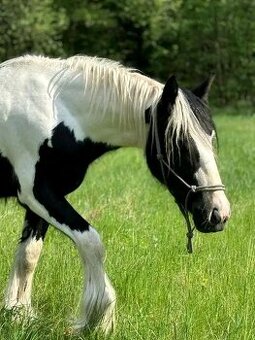 Mladá ķlisna Irský cob