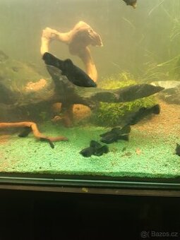 Zdarma 10 ks Black Molly