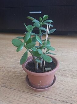 Tlustice vejčitá 2ks