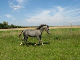 Welsh pony B
