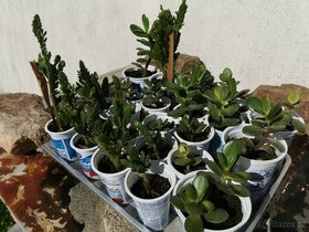 Sukulenty. kaktusy, tlustice, pokojové rostliny