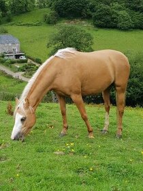 Welsh Pony B - klisna - 1