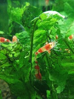 Kreveta caridina red Crystal