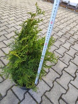 Thuje Smaragd