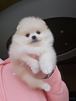 Pomeranian - 1