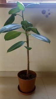 Ficus