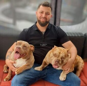 American bully micro/pocket
