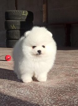 Bílá Pomeranian štěňata