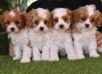 CAVAPOO štěňátka po zdravotně testovaných rodičích - 1