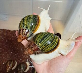 Archachatina Purpurea Ghana F2 - africký šnek