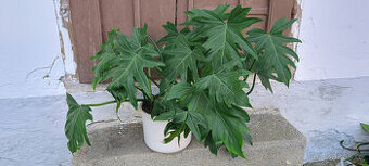 Philodendron radiatum