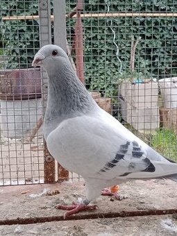 Poštovní holub standart