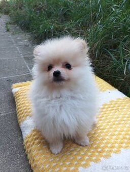 Štěňátka pomeraniana