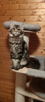 Mainská mývalí koťátka s PP