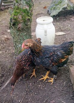 Zdrobnělý kohoutek