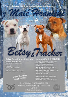 Stafordšírský bulteriér s pp