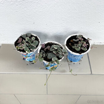 Svícník - Ceropegia woodii var. Variegata