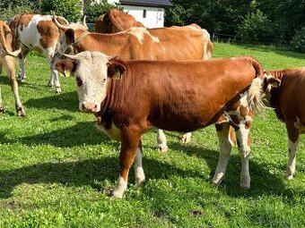 Jalovice C100 - genové zdroje