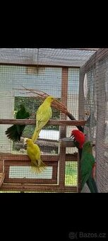 Papoušek královský štěpitelný samice