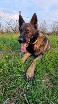 Německý ovčák s PP - adopce