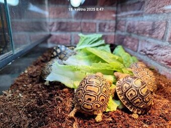 Suchozemská želva pardálí - Stigmochelys pardalis babcocki