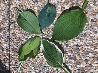 nápaditá Hosta-bohyška-5+1 druhů