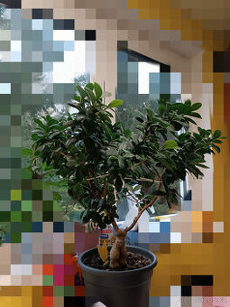 Bonsaj fikus Ginseng