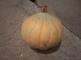 Semena dýně Meat Sweet Oregon