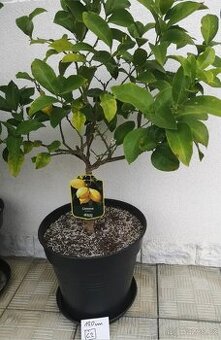 Citrusy, mandarinky 🌻