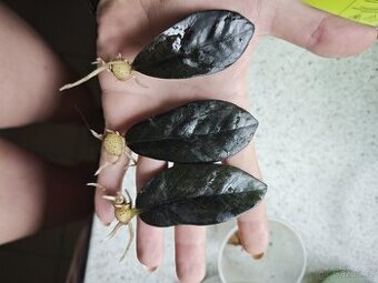 Zamioculcas Black raven 4+1 zdarma
