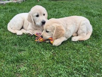 Zlatý retriever