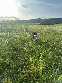 Border kolie