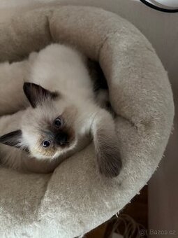 Ragdoll s PP