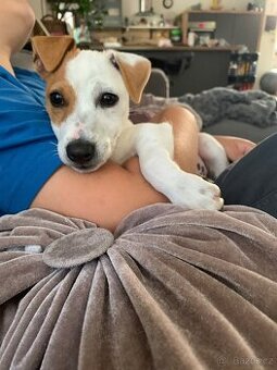 Jack russel teriér