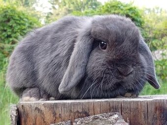 Luxusní maličká Samička Zakrslý Beránek MiniLop