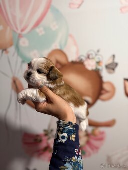 Shih-tzu s PP, Shih tzu, Shi tzu, si cu, Shi cu
