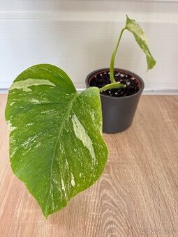 Monstera Albo