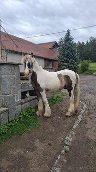 Irský cob, valášek nar. květen 2024