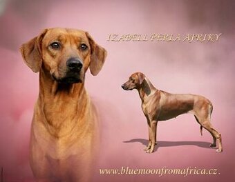 Rhodézský ridgeback s PP