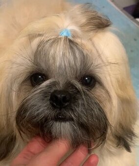 Čistokrevný pes plemene Shih Tzu