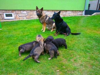 štěňata Německý ovčák