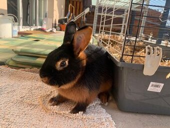 Králíček s rodokmenem