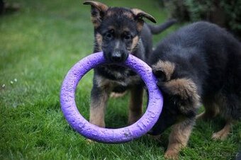 Německý ovčák s PP - 1