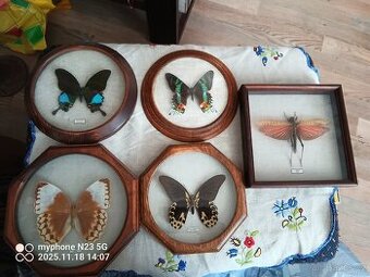 Preparování motýli exempláře v rameckach