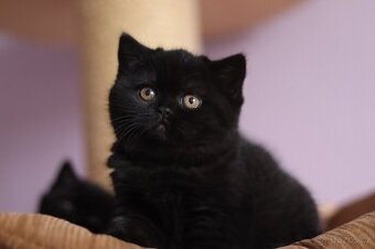 Britská koťátka s PP