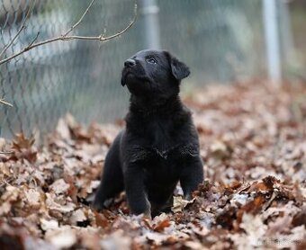 Německý ovčák štěňata s PP ❤️