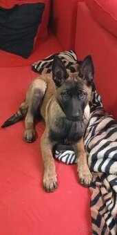 Belgický ovčák - malinois