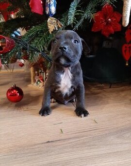 Stafordšírský bulteriér